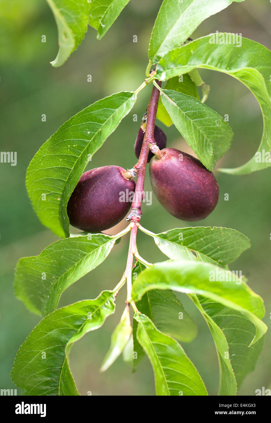 Nektarinen Pfirsiche am Baum. Stockfoto