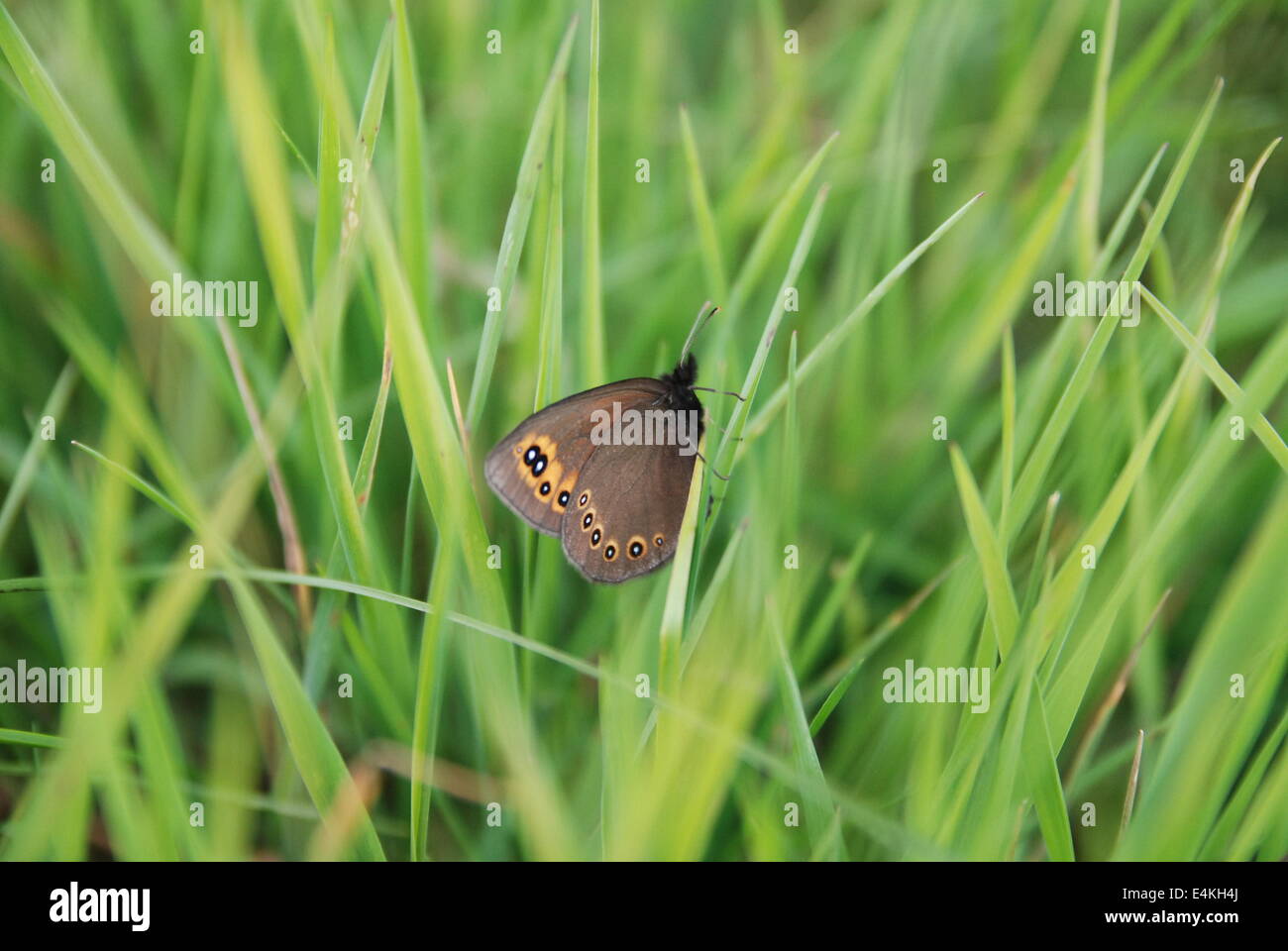 Braue Schmetterling im Rasen Stockfoto
