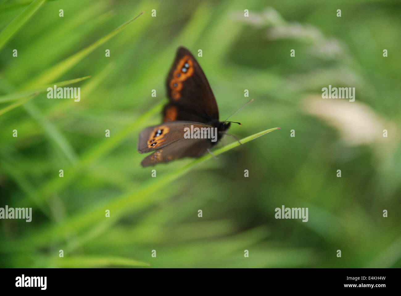 Braue Schmetterling im Rasen Stockfoto