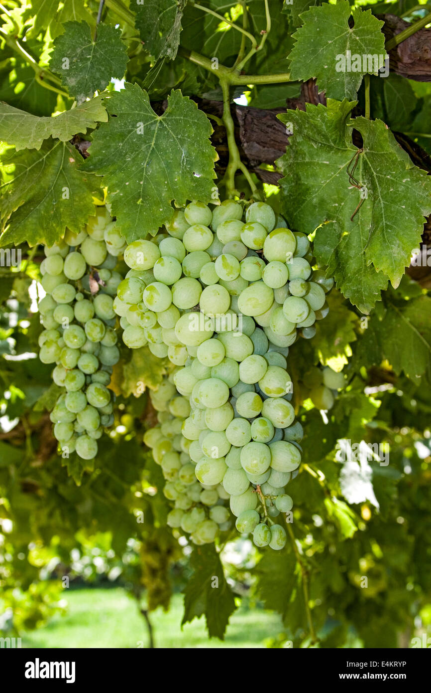 Ein Cluster von Trauben reifen auf einer Weinrebe Stockfoto