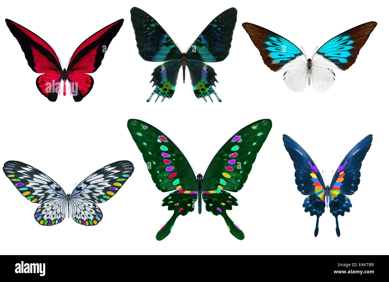 Schmetterling auf einem weißen Hintergrund isoliert Stockfoto