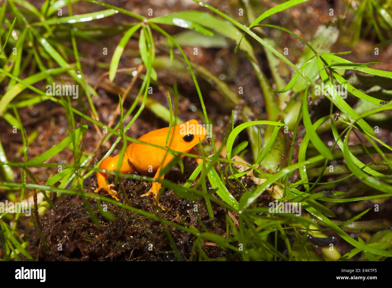 Golden Mantella (Mantella Aurantiaca) Stockfoto