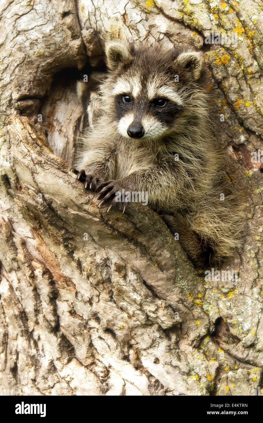 Waschbär-Kit (Procyon Lotor) Kit suchen aus einem Loch in einem Baum in Minnesota, USA. Stockfoto