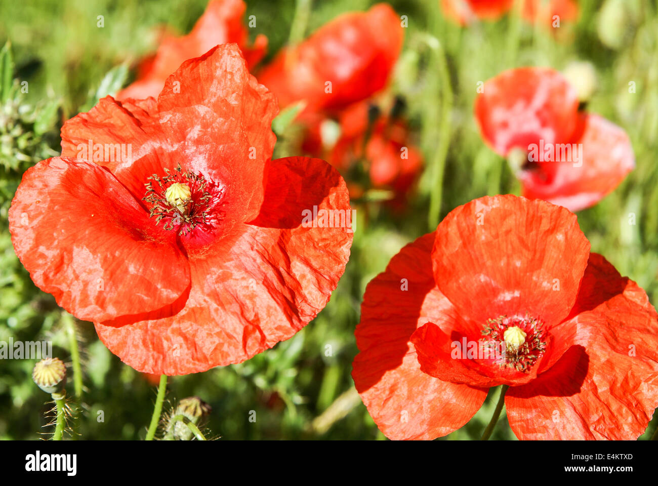 Rote Mohnblumen. Fotografiert in den Pyrenäen, Spanien Stockfoto