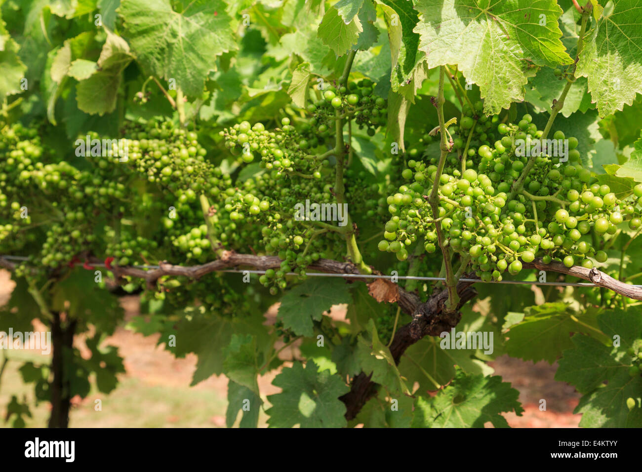 Der Weißweintrauben auf Reben wachsen in einem Weinberg im Spätsommer reifenden Trauben. Kent, England, UK, Großbritannien Stockfoto