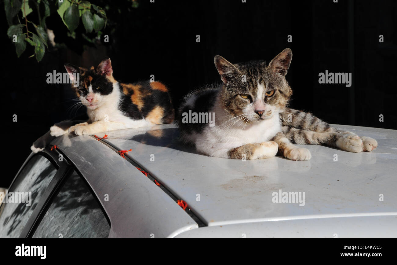 Zwei streunende streunende Katzen sitzen auf dem Dach des Autos in Rhodos, Griechenland Stockfoto