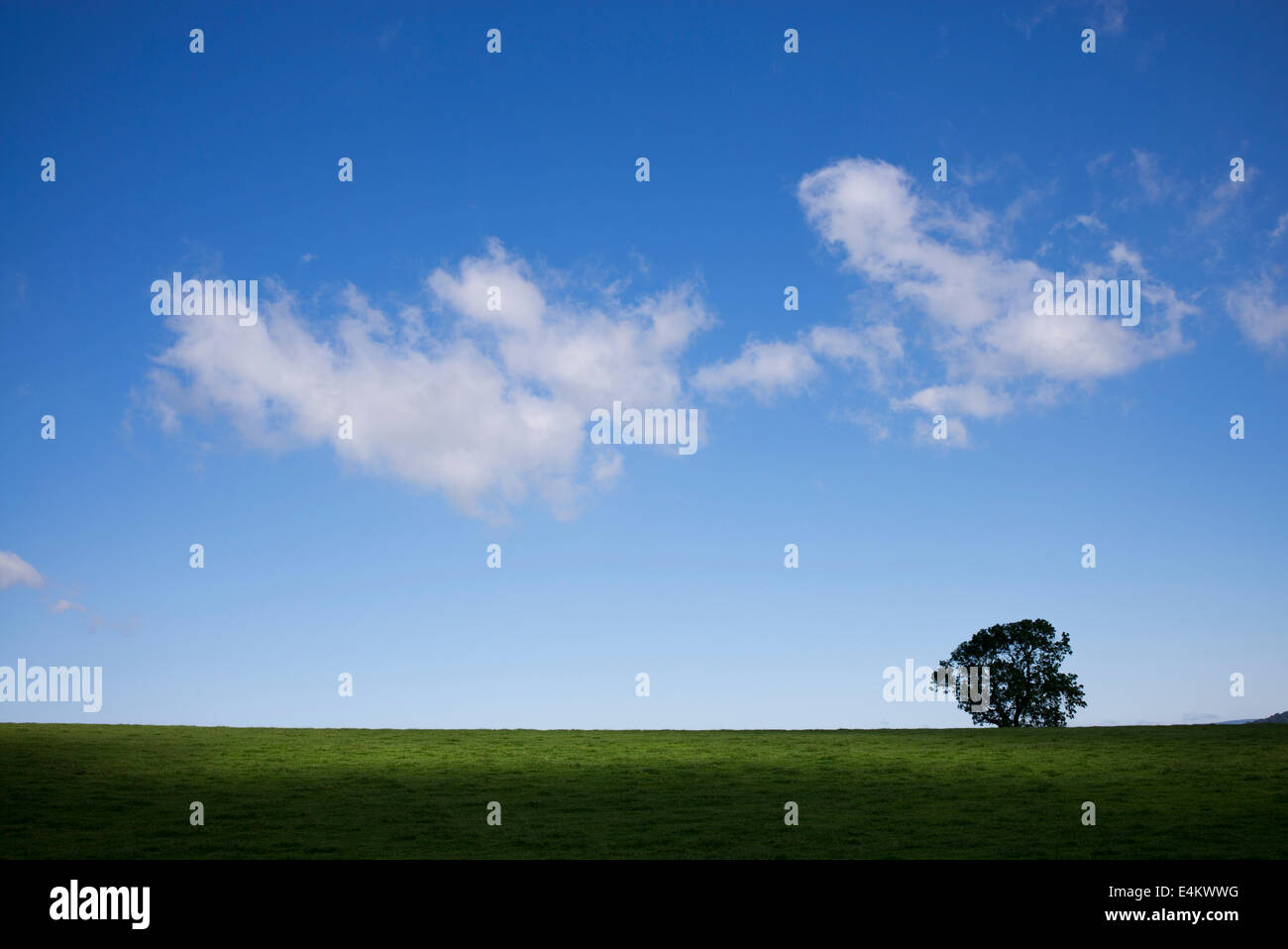 Baum-Silhouette am Horizont eines Feldes mit Sonnenlicht und Schatten in Schottland Stockfoto