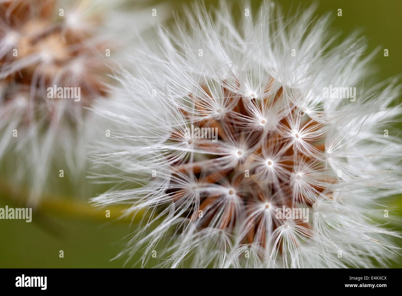 Blume Blütenblätter Makro extreme Makro-Foto Stockfoto