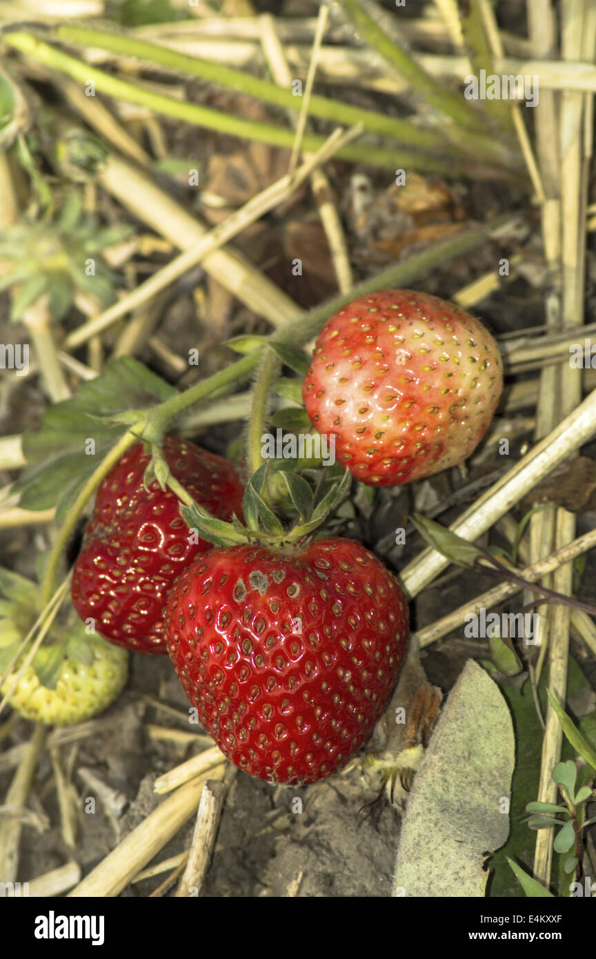 Nahaufnahme von leckeren Erdbeeren im Garten. Stockfoto