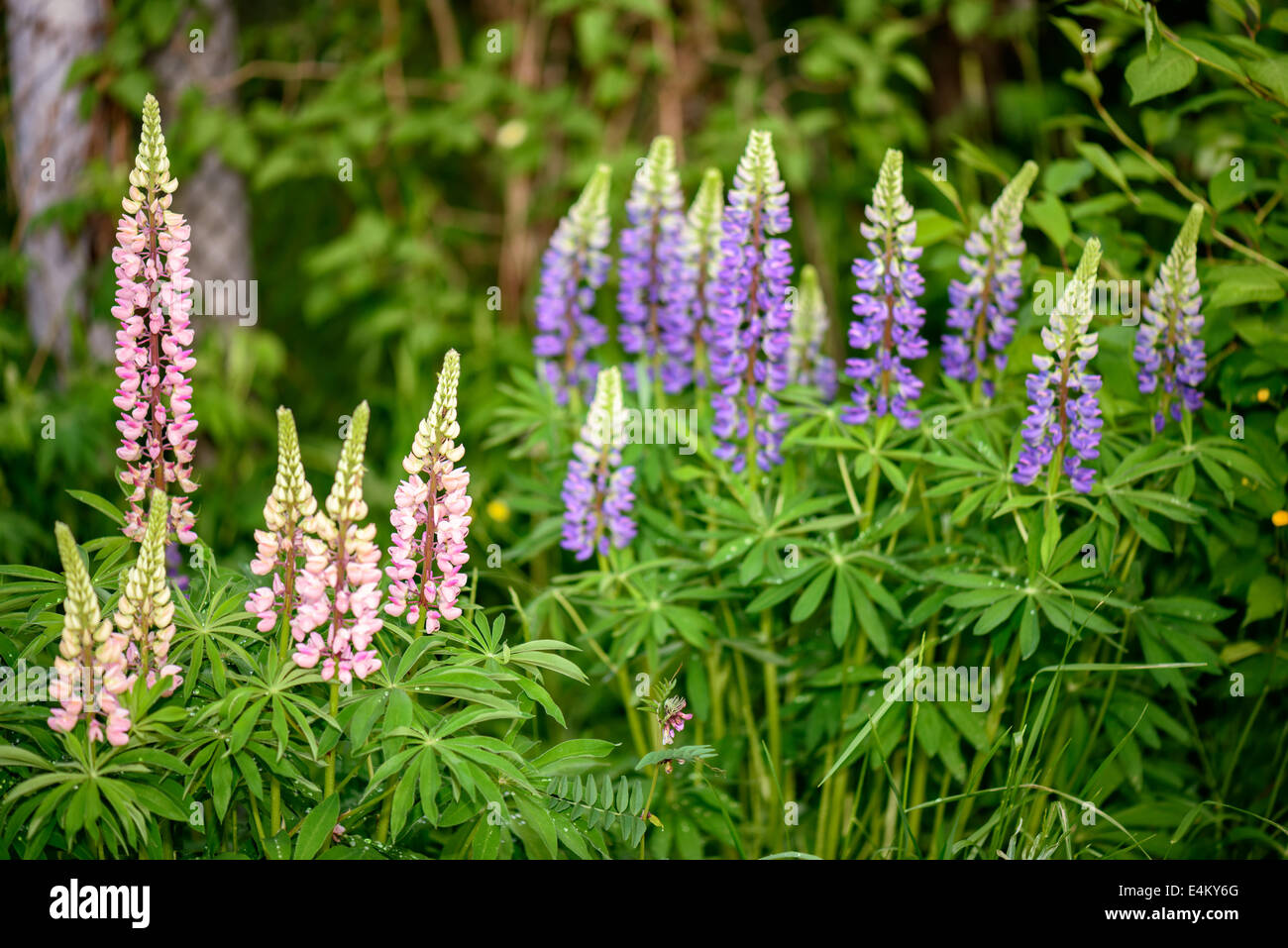 Rosavioletten Lupinen Blumen im Garten Stockfotografie Alamy