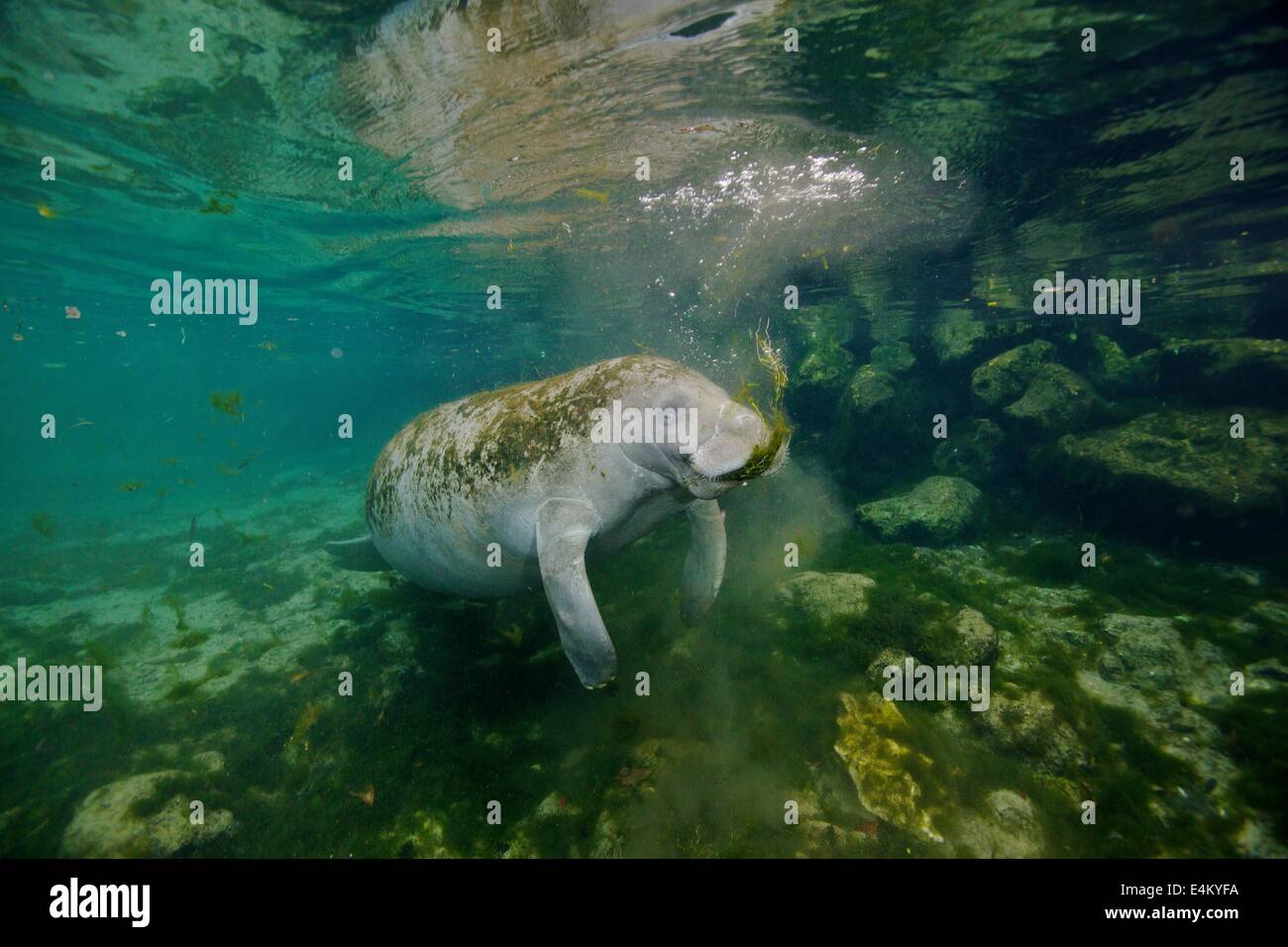 Ein West Indian Manatee (Trichechus Manatus Latirostris) Fütterung in Kings Bay, Crystal River, Florida. Die Seekühe lieben die warme Stockfoto