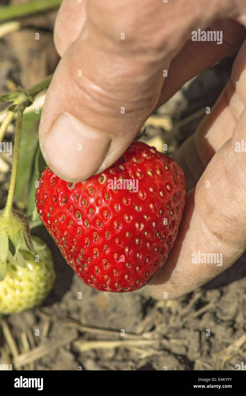 Hand greift leckere Erdbeeren im Garten. Stockfoto