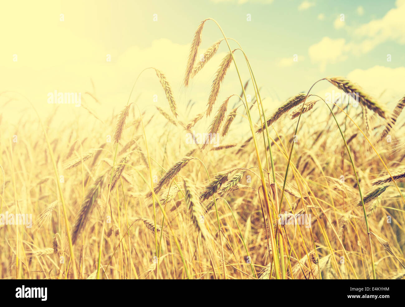 Vintage-natürlichen Hintergrund, goldene Weizenfeld. Stockfoto