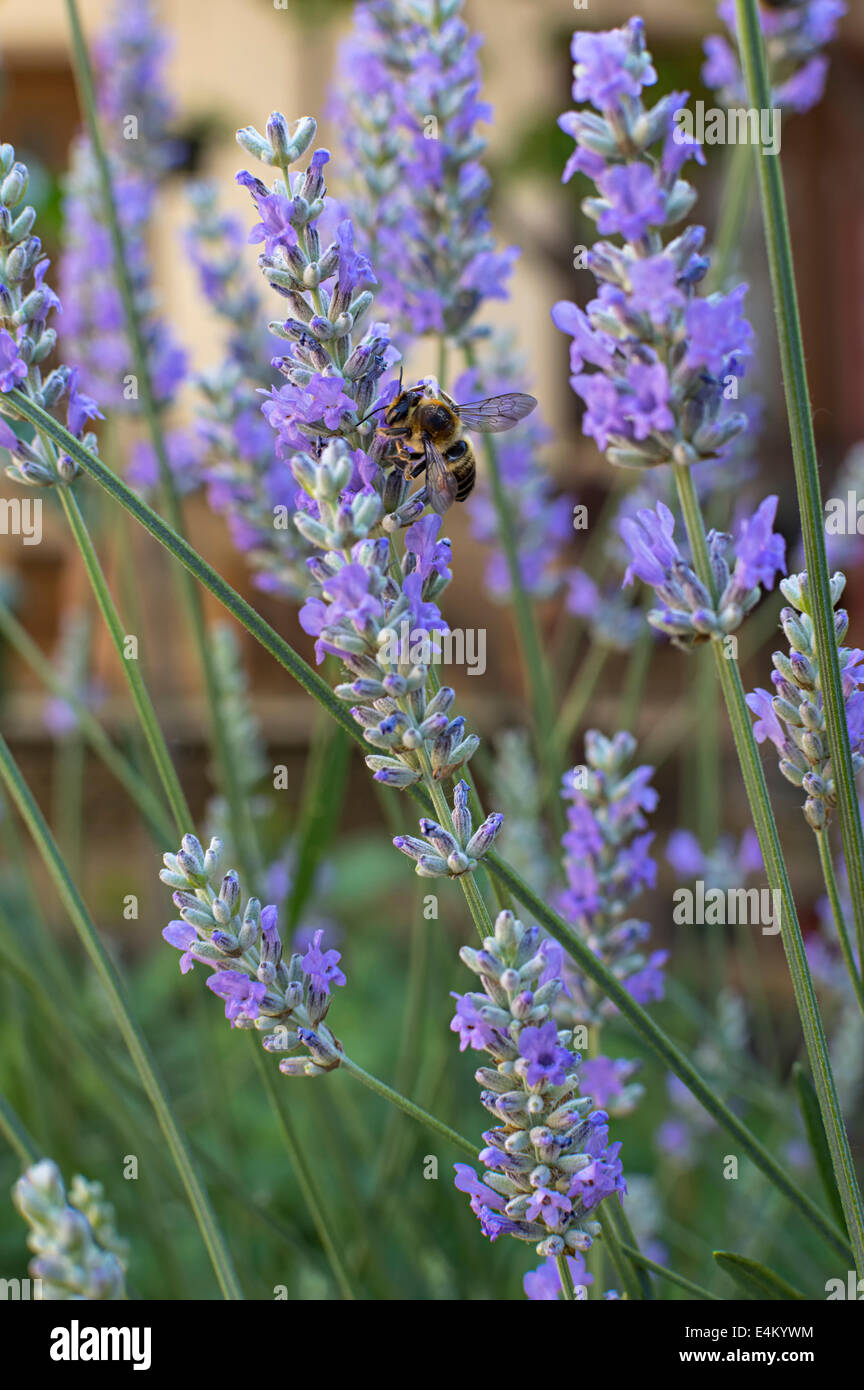 Lavendel Blüten und eine Biene mit einer geringen Schärfentiefe. Stockfoto