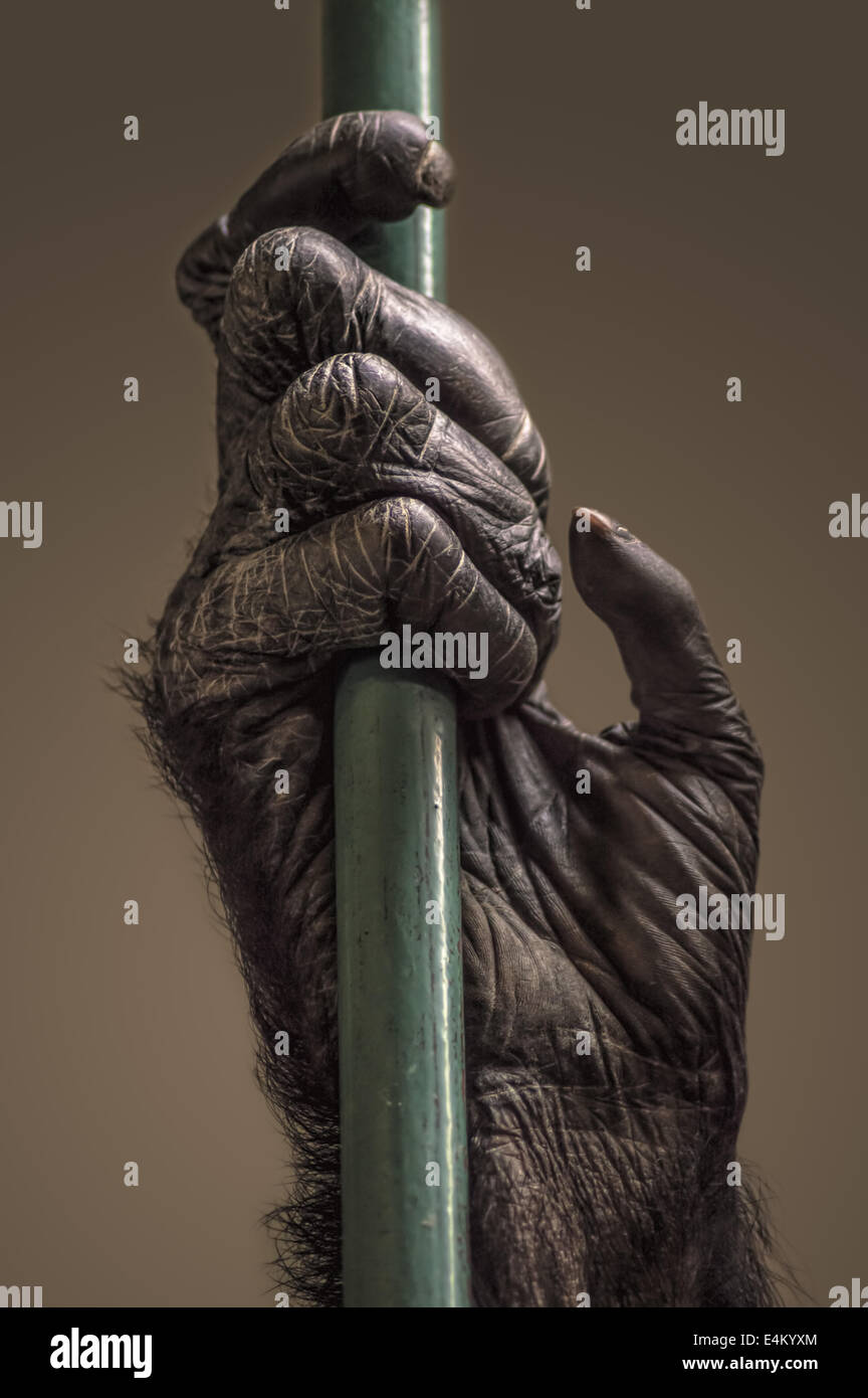 Hand von Schimpansen auf einen Balken. Soft-Fokus Stockfoto