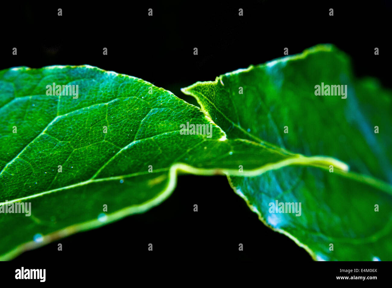 Zwei Blätter aus einem Lorbeerbaum Stockfoto