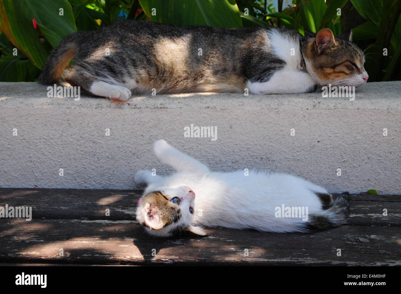 Griechischen Katze mit Kätzchen Pause am Nachmittag, Rhodos, Griechenland Stockfoto
