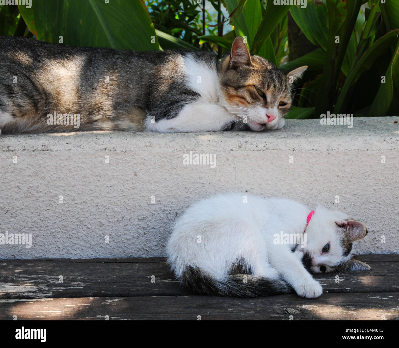 Griechischen Katze mit Kätzchen Pause am Nachmittag, Rhodos, Griechenland Stockfoto