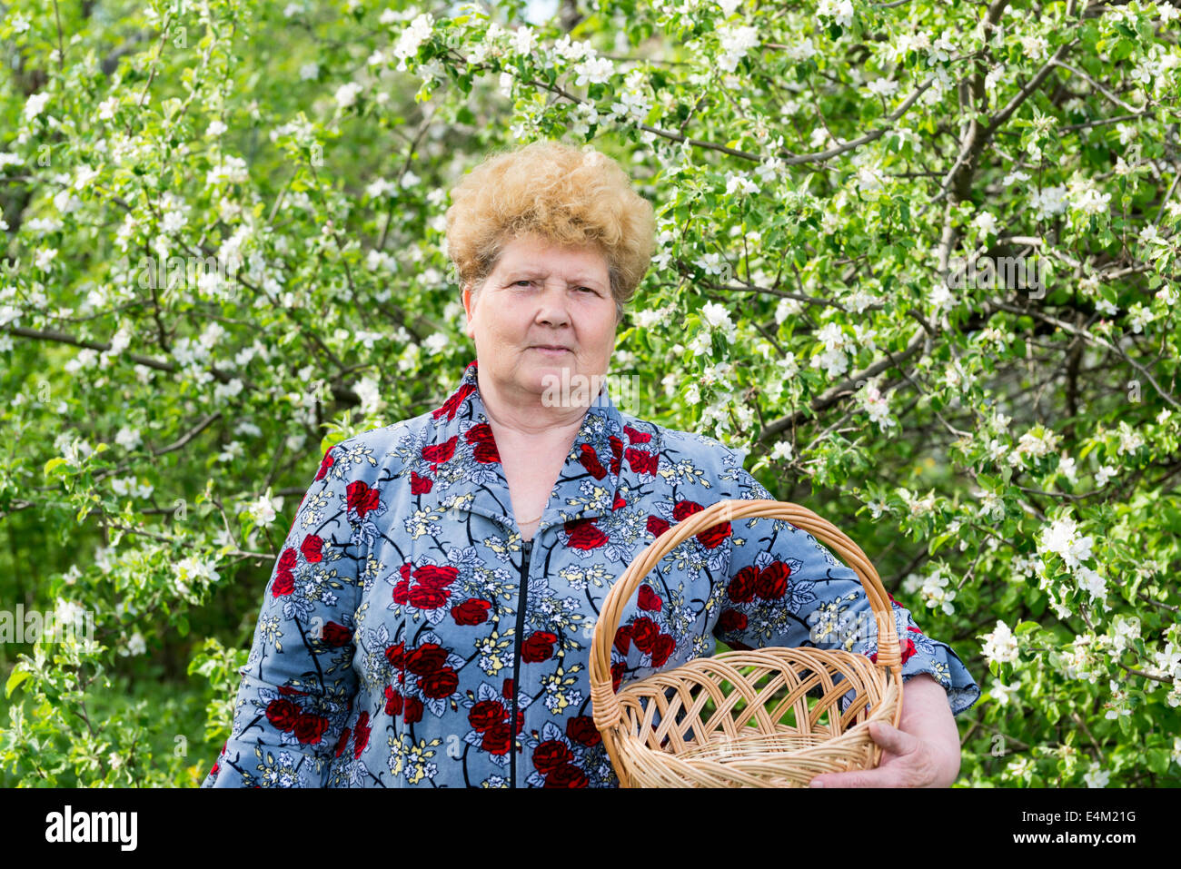 Reife Frau mit Weidenkorb im Frühlingsgarten Stockfoto
