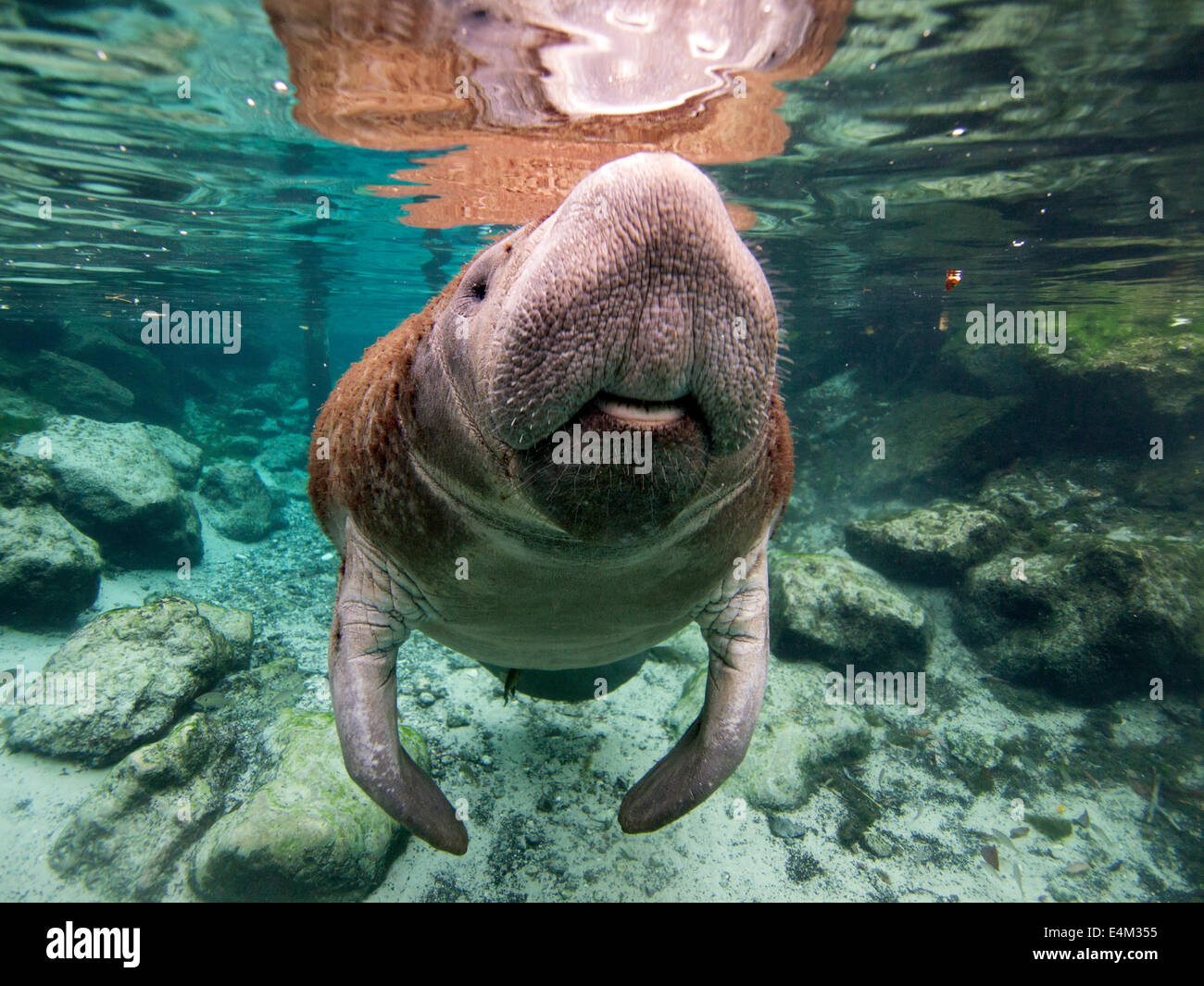 Florida Seekuh an den drei Schwester Quellen, Crystal River, Florida. Stockfoto