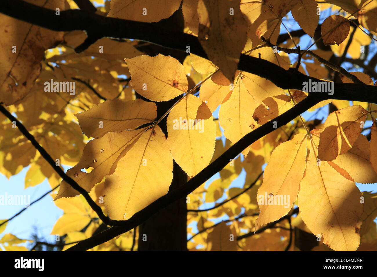 Goldene Hickory Stockfoto