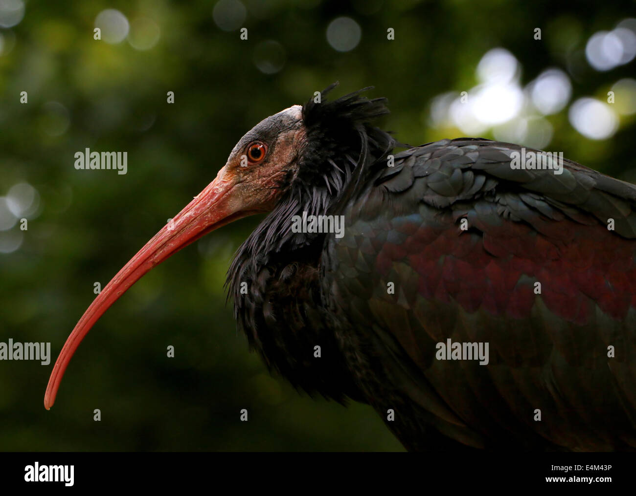 Northern bald Ibis oder Einsiedler Ibis (Geronticus Eremita) Nahaufnahme Stockfoto