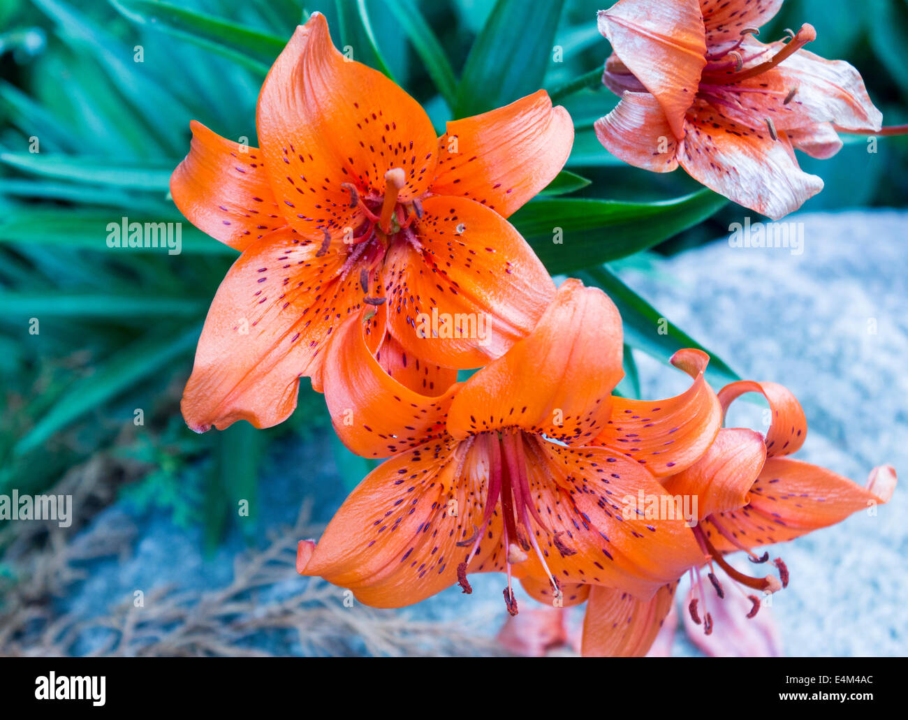 Wild orange Tiger Lillies Stockfoto