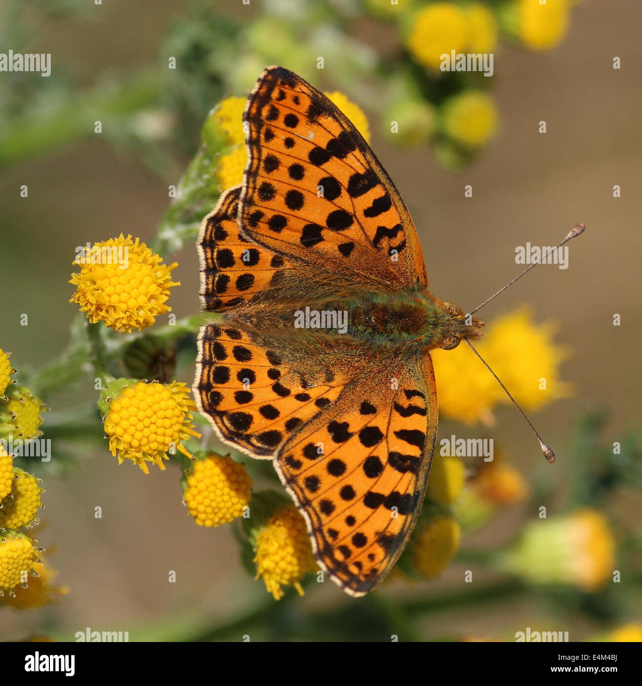 Nahaufnahme von einer Königin von Spanien Fritillary Butterfly (Issoria Lathonia) Fütterung auf eine Blüte im Sommer Stockfoto