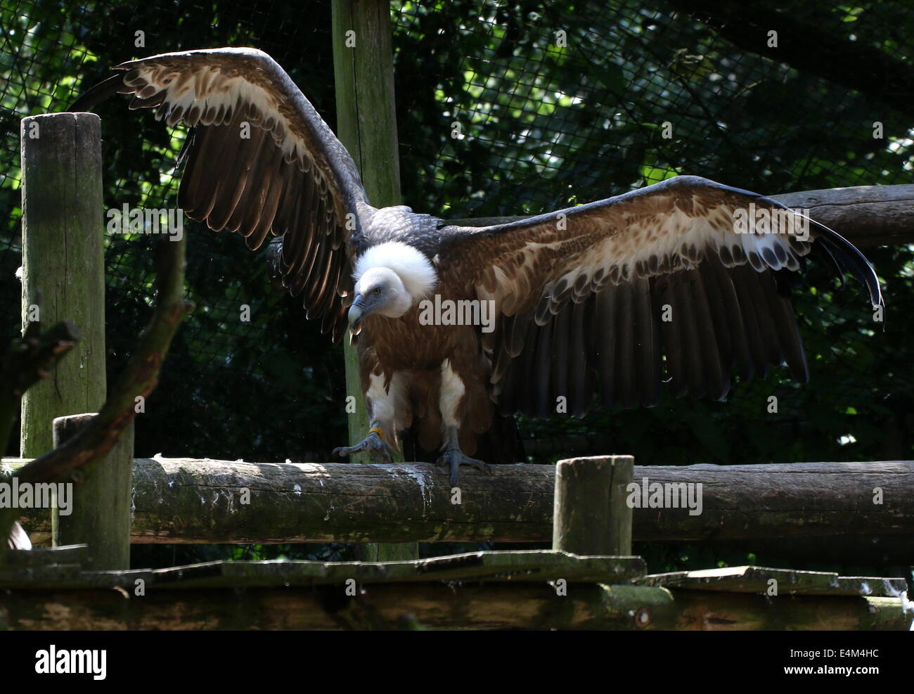 Alten Welt Gänsegeier (abgeschottet Fulvus) Stockfoto