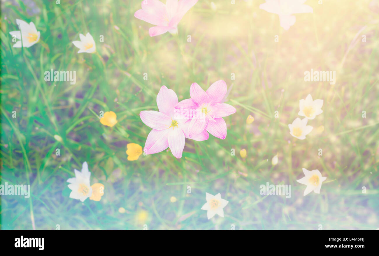 Rosa Regen Lilly Blüte Blume Stockfoto