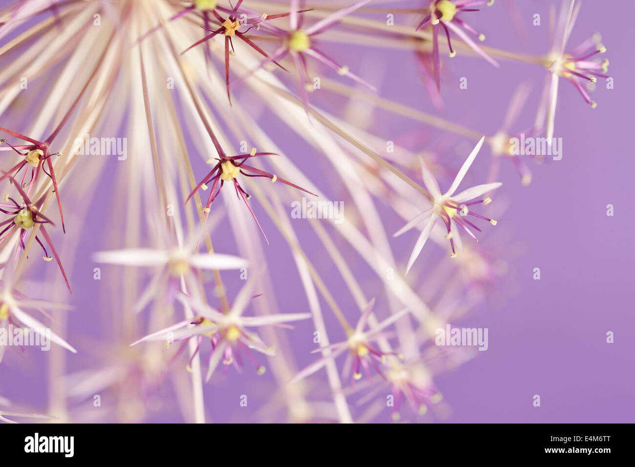 Sternförmige winzigen Blüten an einem Blütenstand von Allium Stockfoto