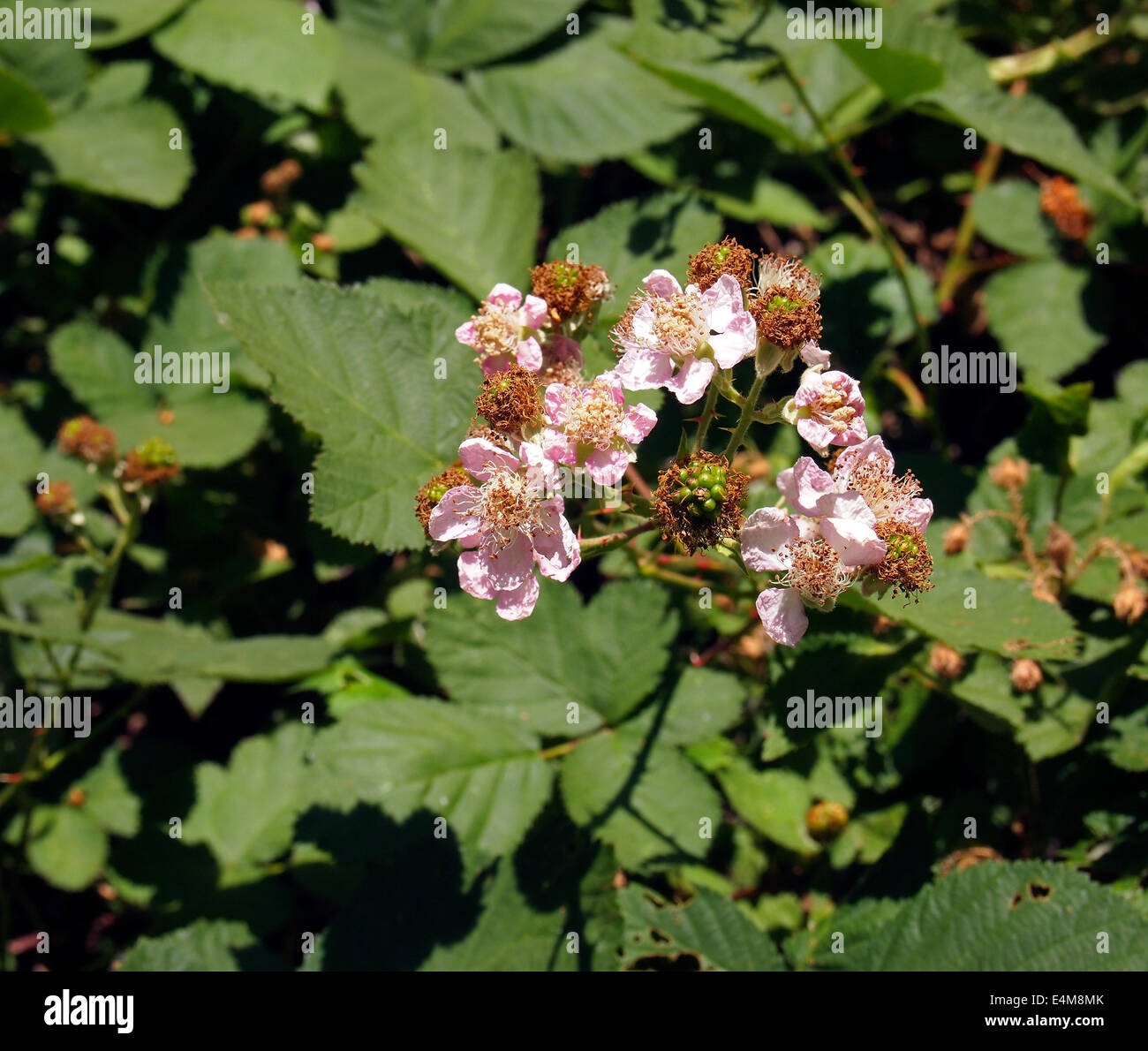 BlackBerry Blüten, See Chabot Regional Park, Kalifornien Stockfoto