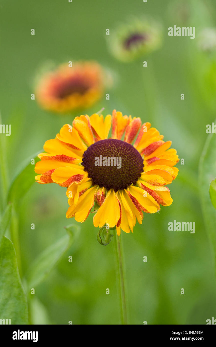 Helenium "Sahin frühen Blumen". Sneezeweed Blume. Stockfoto