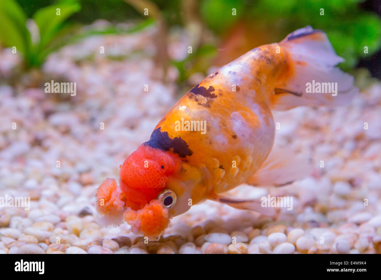 CHINA HONG KONG Ocean Park Aquarium Goldener Fisch Stockfoto