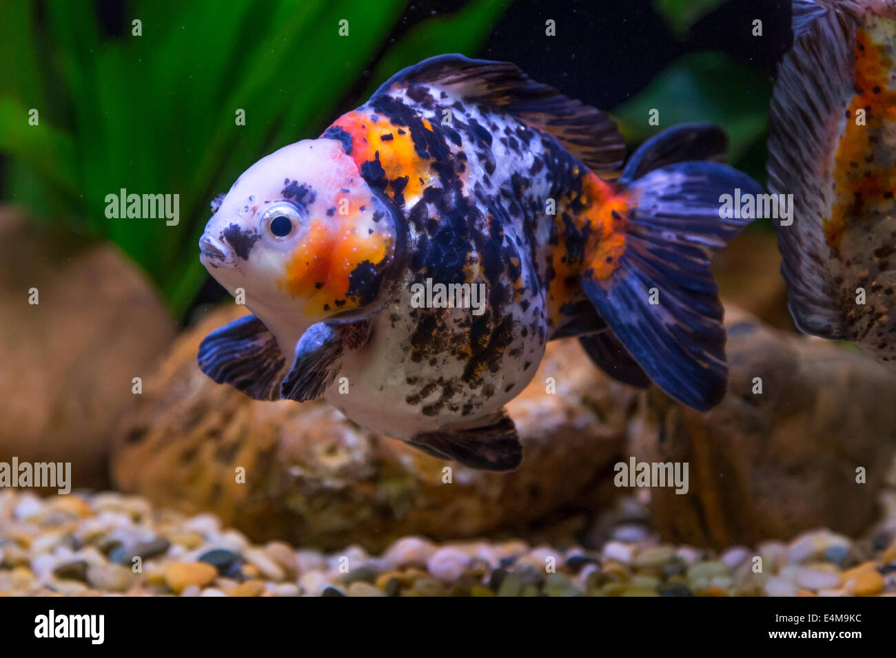 CHINA HONG KONG Ocean Park Aquarium Goldener Fisch Stockfoto
