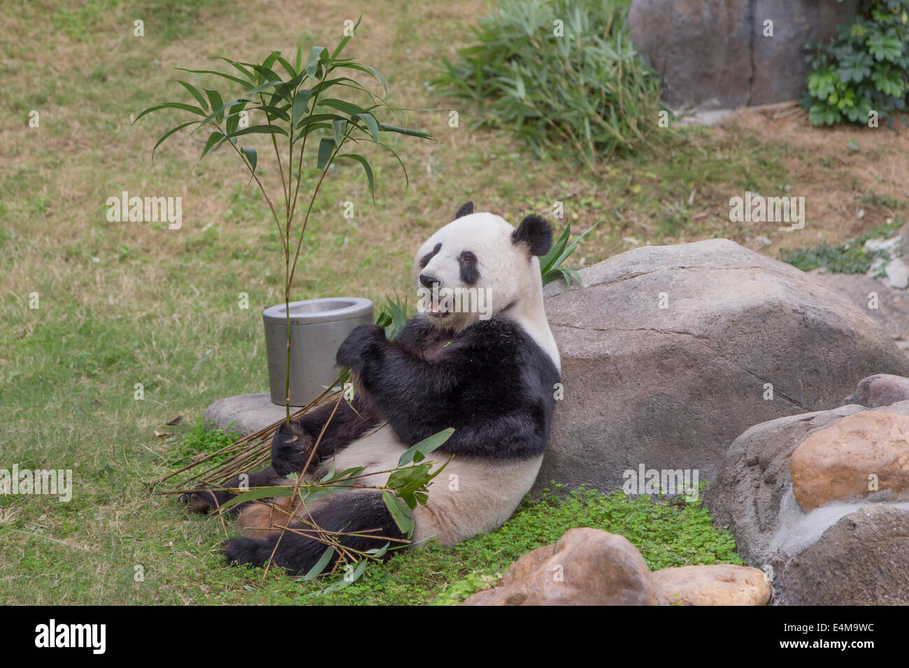 CHINA HONG KONG Ocean Park Aquarium große pand Stockfoto