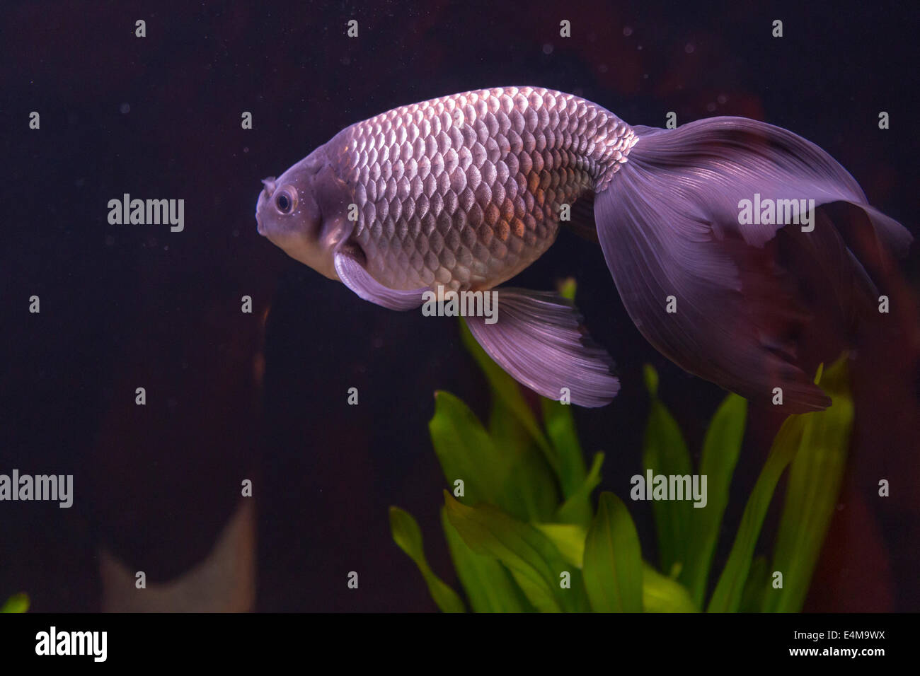 CHINA HONG KONG Ocean Park Aquarium Goldener Fisch Stockfoto