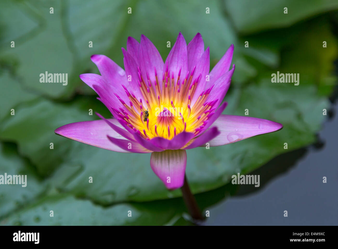 CHINA HONG KONG Ocean Park Aquarium Blumen rosa Stockfoto