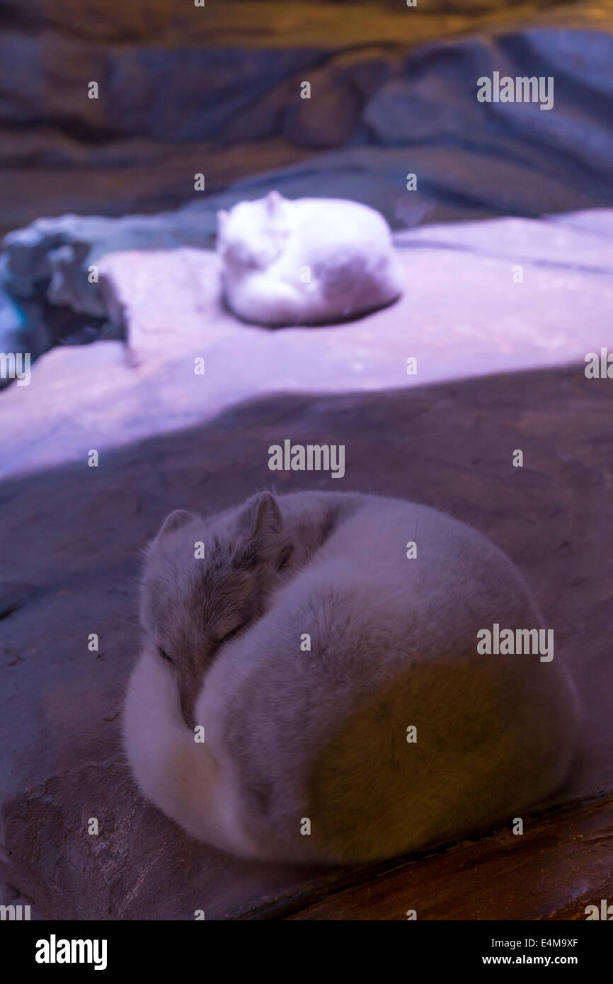 CHINA HONG KONG Ocean Park Aquarium Polarfuchs Stockfoto