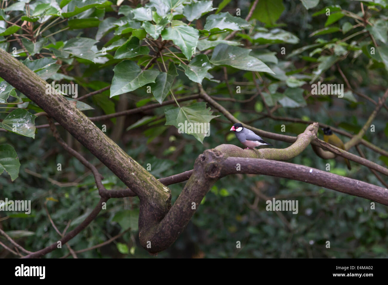 China Hong Kong City Edward Youde Voliere Park Vogel Stockfoto