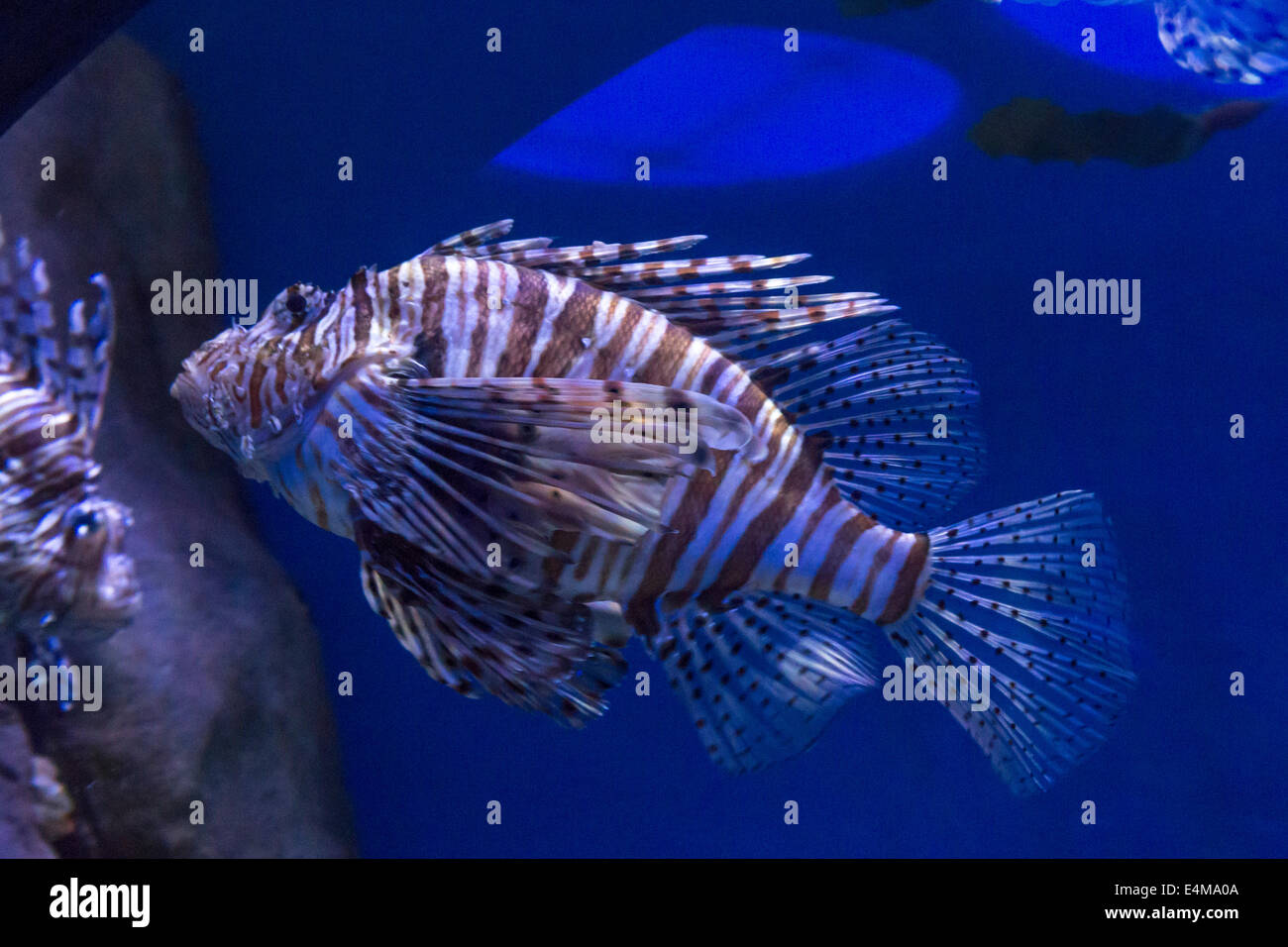 CHINA HONG KONG Ocean Park Aquarium Fisch Rotfeuerfisch Stockfoto