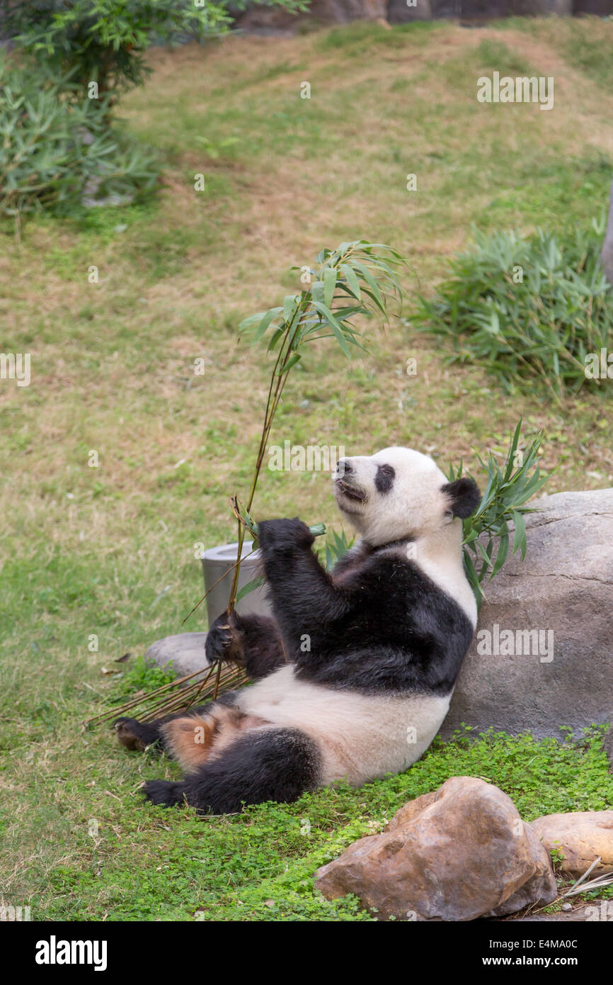 CHINA HONG KONG Ocean Park Aquarium großer panda Stockfoto