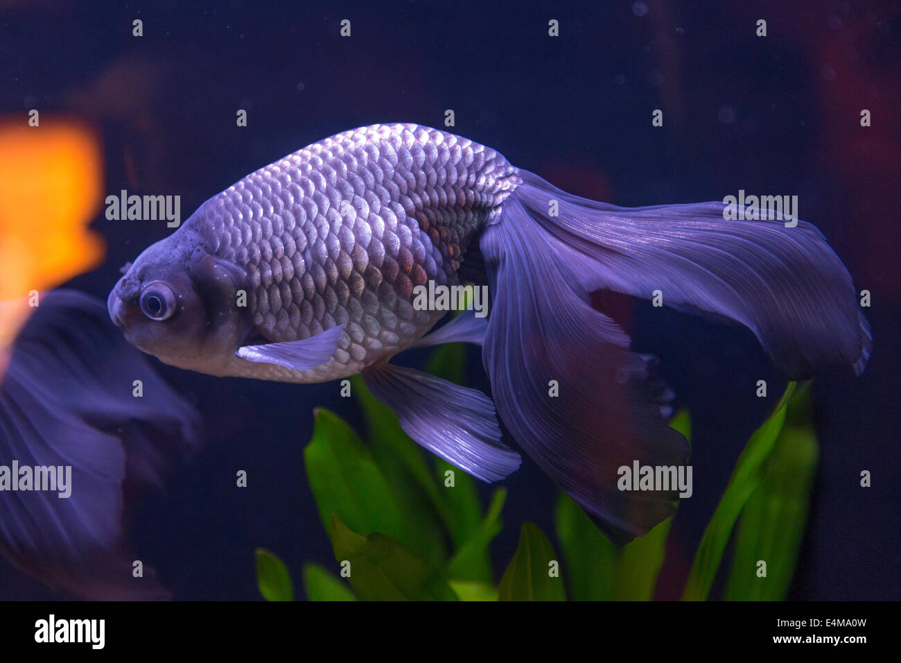CHINA HONG KONG Ocean Park Aquarium Goldener Fisch Stockfoto