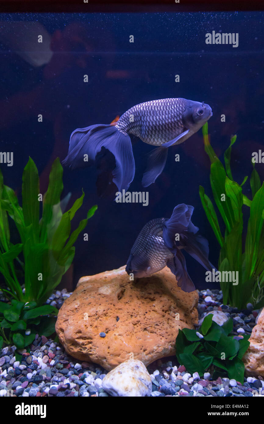 CHINA HONG KONG Ocean Park Aquarium Goldener Fisch Stockfoto
