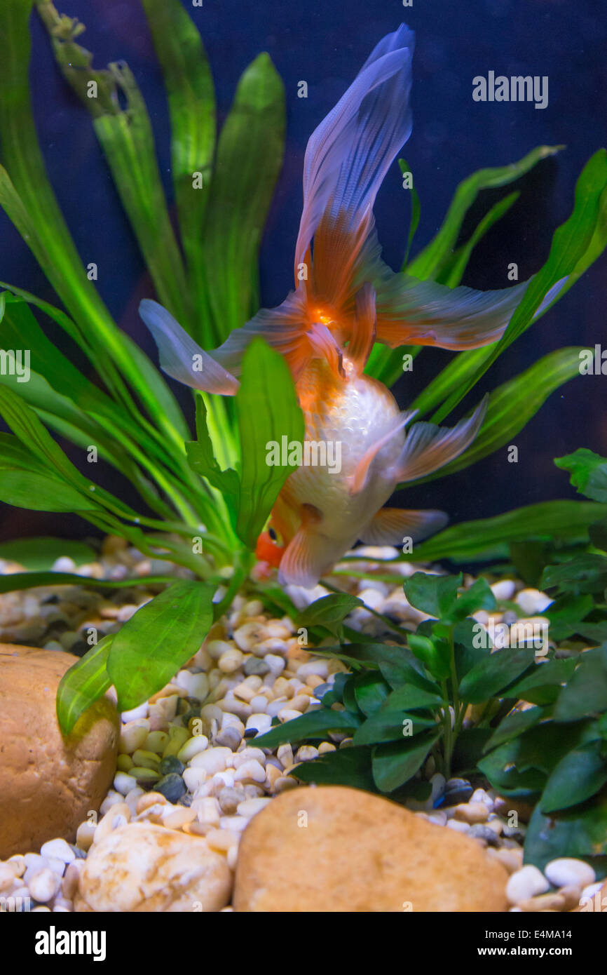 CHINA HONG KONG Ocean Park Aquarium Goldener Fisch Stockfoto