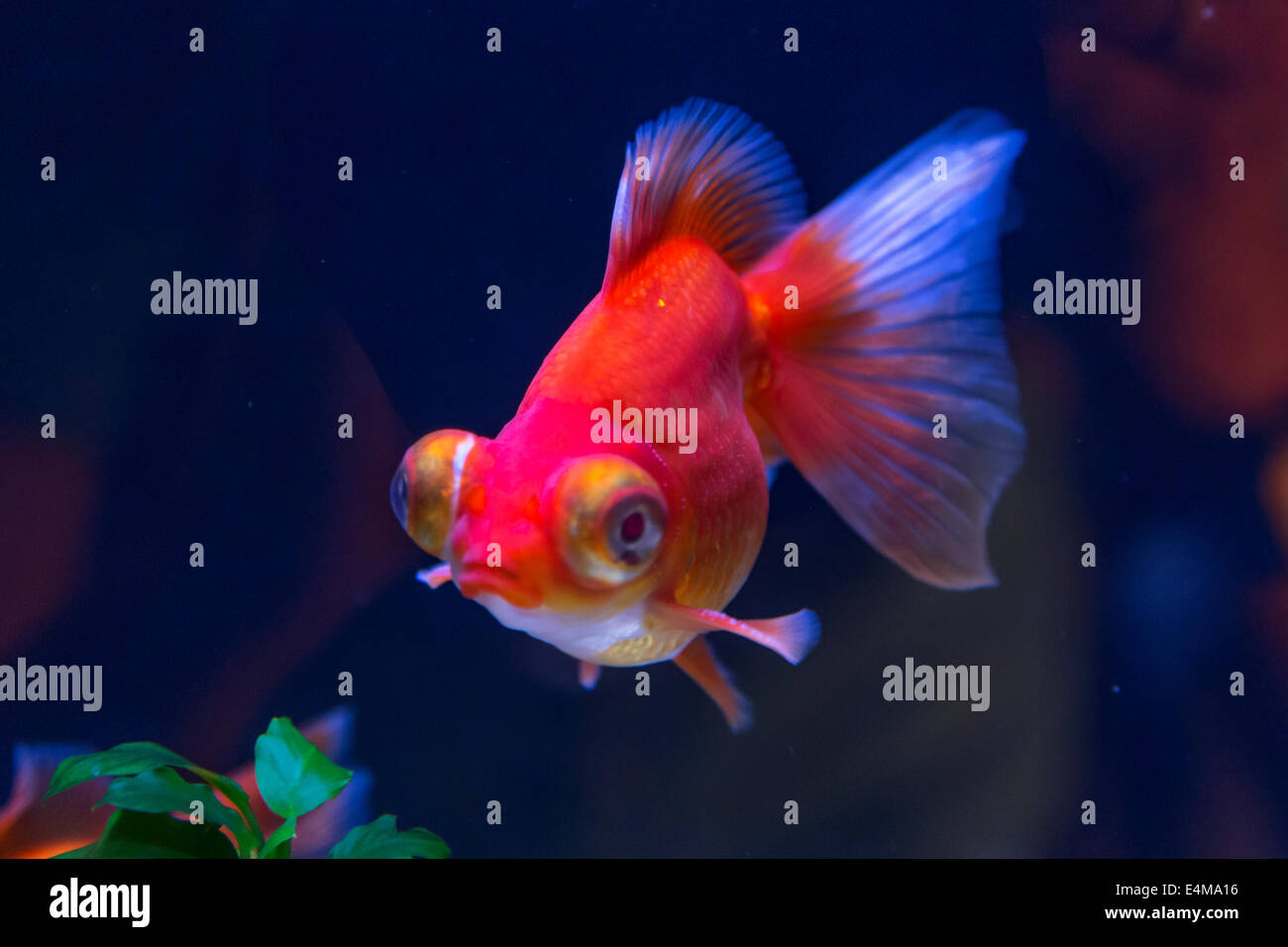 CHINA HONG KONG Ocean Park Aquarium Goldener Fisch Stockfoto