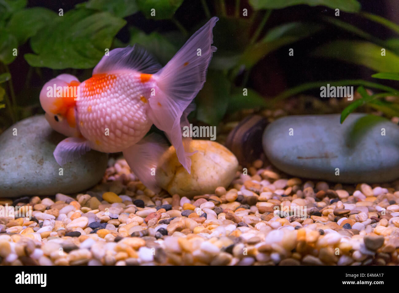 China Hong Kong Ocean Park Aquarium Goldener Fisch Stockfotografie Alamy