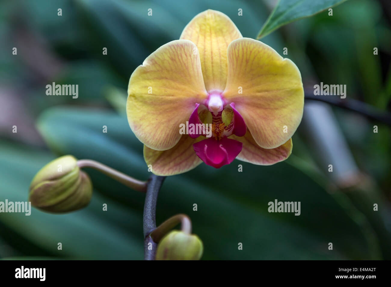 CHINA HONG KONG exotischen Stadtpark Blumen Stockfoto