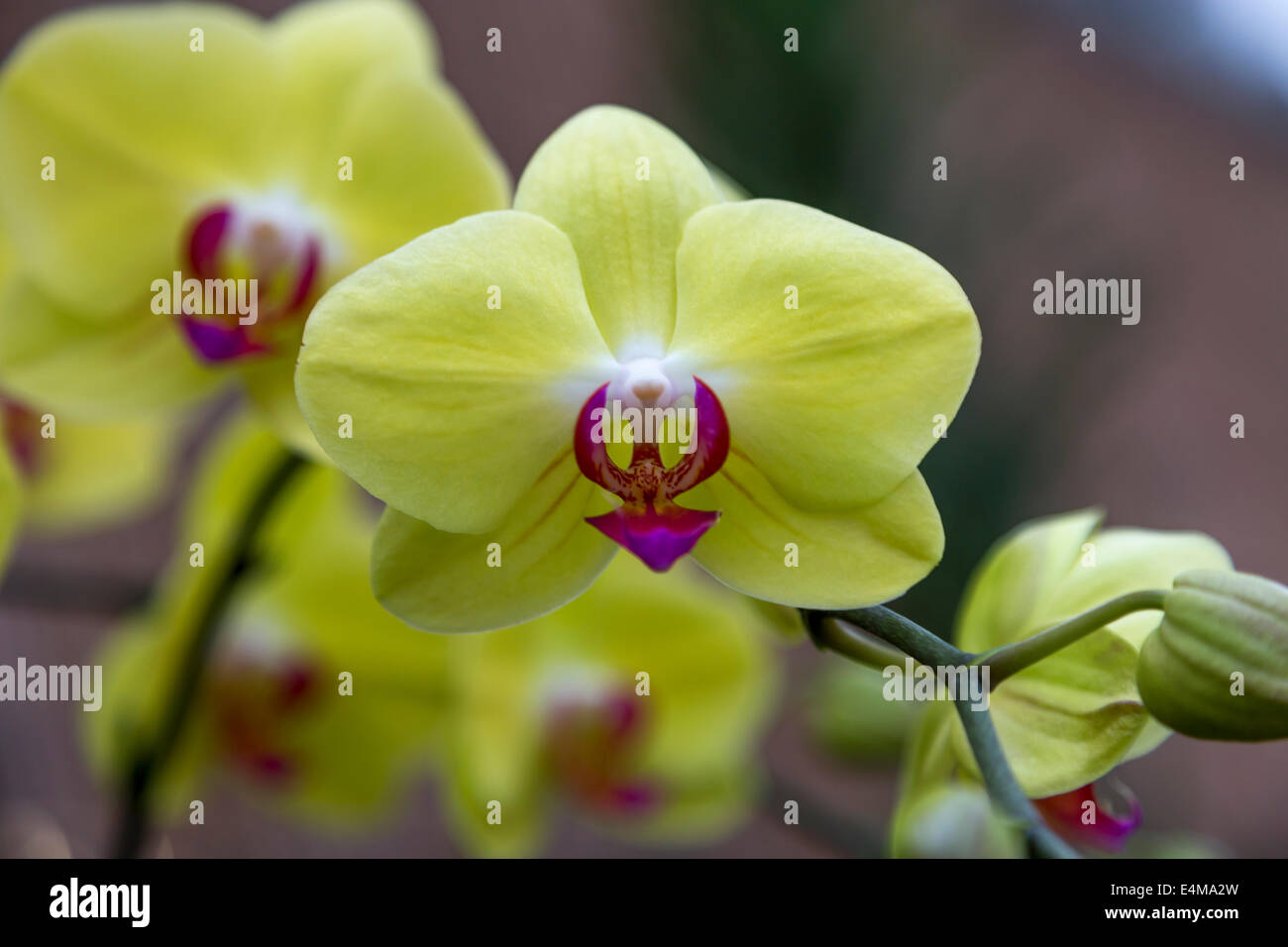 CHINA HONG KONG exotischen Stadtpark Blumen Stockfoto