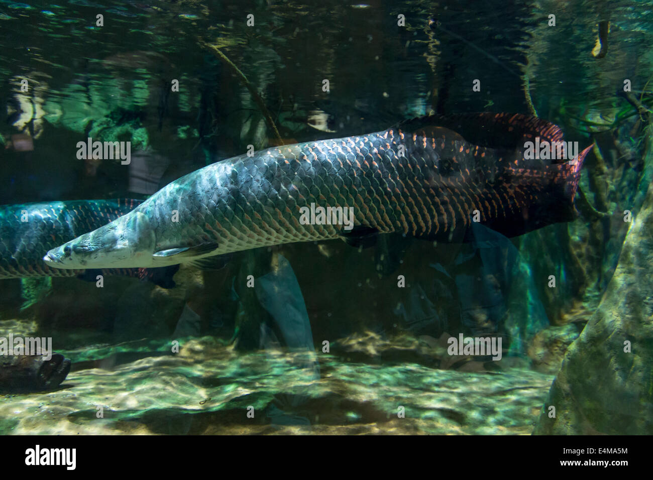CHINA HONG KONG Ocean Park Aquarium Arapaima Fisch größte Amazon Süßwasser  Fische Stockfotografie - Alamy